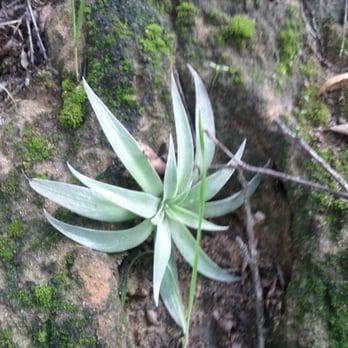 Vanalden Cave - Plant growing on the cave walls. - Hiking Near Me