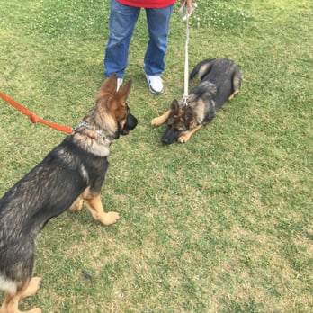 wolfgang expert dog training