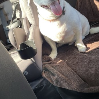Las Vegas Spaw - My little man. - Pet Groomers Near Me - Las Vegas, Nevada