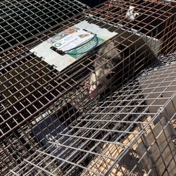 Gulf Coast Wildlife Removal - Opossum