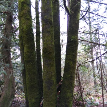 Wonderwood Park - This group of trees is "married" into one. WOW!! What a find!! - Parks Near Me - Lacey, Washington Wonderwood Park - This group of trees is "married" into one. WOW!! What a find!! - Parks Near Me - Lacey, Washington