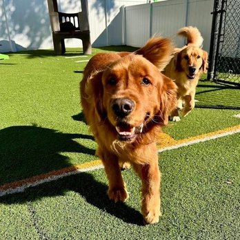 The Dog Patch - Oscar & Lucy having fun at The Dog Patch! - Pet Services Near Me - Brandon, Florida