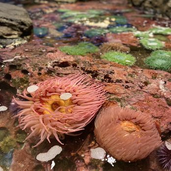 Seattle Aquarium - Aquariums Near Me - Seattle, Washington Seattle Aquarium - Aquariums Near Me - Seattle, Washington