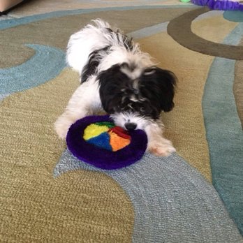 Florida Puppies Online - Pet Adoption Near Me - Naples, Florida Florida Puppies Online - Pet Adoption Near Me - Naples, Florida
