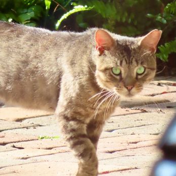 Humane Animal Removal - Big tabby tomcat with a tipped ear spotted in Culter Bay after TNR. Thriving and helping manage the local cat community. - Wildlife Control Near Me Humane Animal Removal - Big tabby tomcat with a tipped ear spotted in Culter Bay after TNR. Thriving and helping manage the local cat community. - Wildlife Control Near Me
