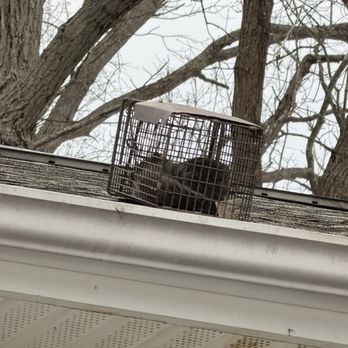Advanced Wildlife Removal - Few hours later, we got em! - Wildlife Control Near Me - Spotsylvania, Virginia