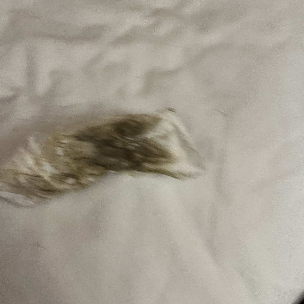 Motel 6 - Dirty napkin after wiping the floor. - Hotels Near Me - White House, Tennessee