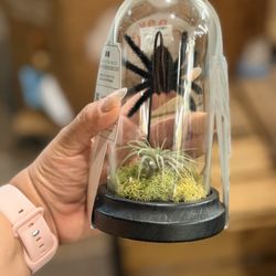 Sprouts Farmers Market - Omg so cute air plant