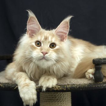 Alvi Kittens - Pet Breeders Near Me - Warrington, Pennsylvania Alvi Kittens - Pet Breeders Near Me - Warrington, Pennsylvania