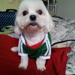 Pluto with his new haircut & mexican soccer jersey