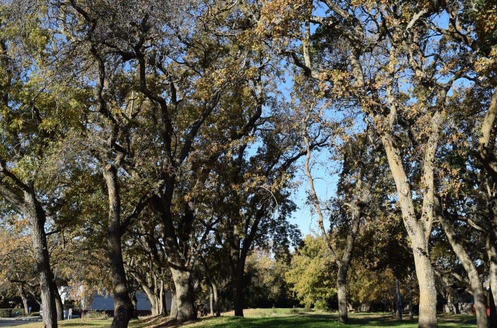 Reviews of VACAVILLE DENTAL PROFESSIONALS Updated September 2024 11