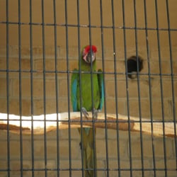 La Casa de Los Loros