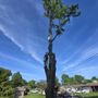 Photo of Precision Tree Service