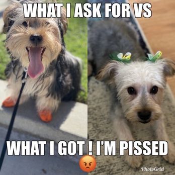 Paw La La - My dog is a boy btw ! Not a girl ! - Pet Sitting Near Me - Los Angeles, California