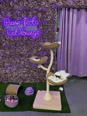 Purrfecto Cat Lounge by null