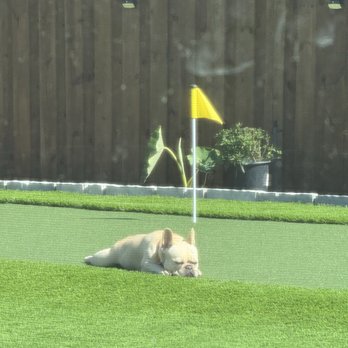 Big Bully Turf - Frenchie on putting green - Artificial Turf Near Me - Irving, Texas