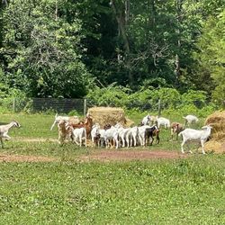 Goats