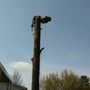 Photo of A Top Notch Tree Service