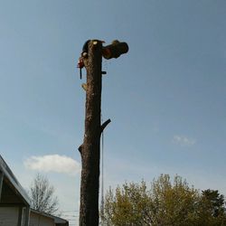 A Top Notch Tree Service