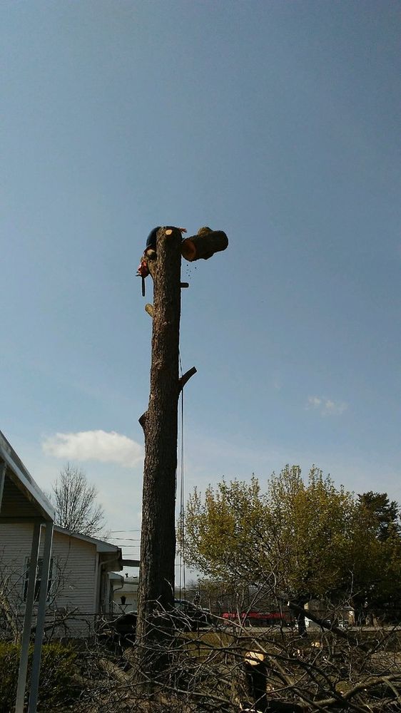 A TOP NOTCH TREE SERVICE - Updated June 2026 - 13 Photos ...