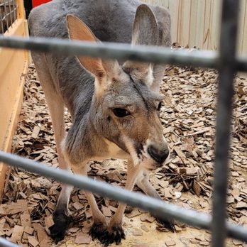 Sustainable Safari - Kangaroo - Petting Zoos Near Me - Maplewood, Minnesota Sustainable Safari - Kangaroo - Petting Zoos Near Me - Maplewood, Minnesota