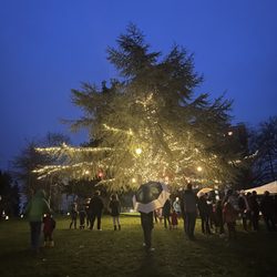 Madison park tree lighting