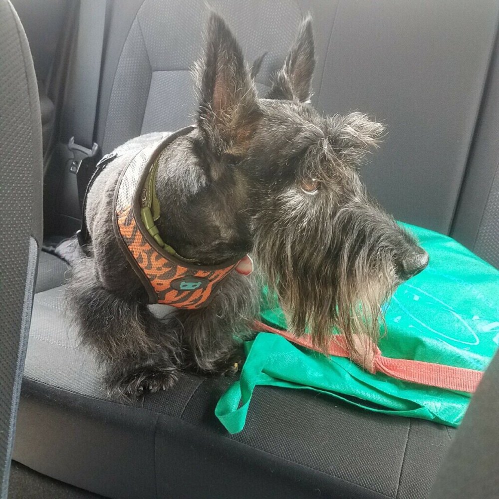 Towne Line Veterinary Group - Happy camper - Veterinarians Near Me - Hauppauge, New York Towne Line Veterinary Group - Happy camper - Veterinarians Near Me - Hauppauge, New York