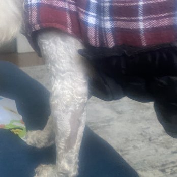 Classy Canine's Wiggle Rumps - Uneven. - Pet Groomers Near Me - Castrovalley, California Classy Canine's Wiggle Rumps - Uneven. - Pet Groomers Near Me - Castrovalley, California