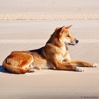 The Discovery Group - Dingo taken by someone else on K'Gari (Fraser island) - Tours Near Me