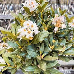 Ponderosa Garden Center