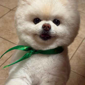 Ironmaya Pet Grooming - Pet Groomers Near Me - Arcadia, California Ironmaya Pet Grooming - Pet Groomers Near Me - Arcadia, California