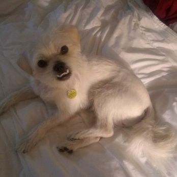 Discount Pets - Pet Groomers Near Me - Anaheim, California