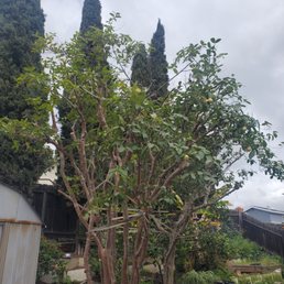 Guava trees reduced down 8' Guava trees reduced down 8'