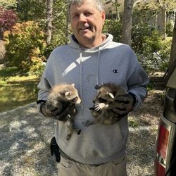 A to Z Animal and Pest Control - Baby raccoons rescued out of chimney