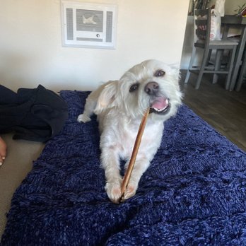 Paw Commons Pet Resort - Encinitas - Pet Sitting Near Me - Encinitas, California Paw Commons Pet Resort - Encinitas - Pet Sitting Near Me - Encinitas, California