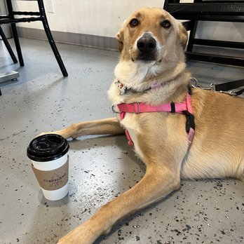 Cleveland Cafe - a dog sitting on the floor next to a cup of coffee - Coffee & Tea Near Me - Alpine, California Cleveland Cafe - a dog sitting on the floor next to a cup of coffee - Coffee & Tea Near Me - Alpine, California