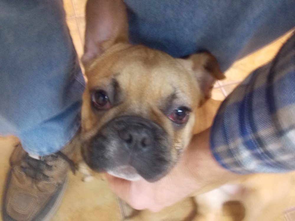 VICTORY BULLDOGS Updated October 2024 10 Photos London, Ontario