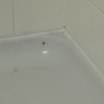 Courtyard by Marriott Johnson City - Spider in shower - Hotels Near Me - Johnson City, Tennessee Courtyard by Marriott Johnson City - Spider in shower - Hotels Near Me - Johnson City, Tennessee
