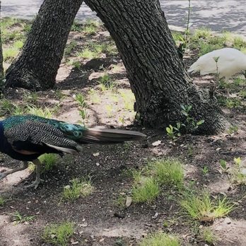 Mattie's - Live peacocks - American Near Me - Austin, Texas Mattie's - Live peacocks - American Near Me - Austin, Texas