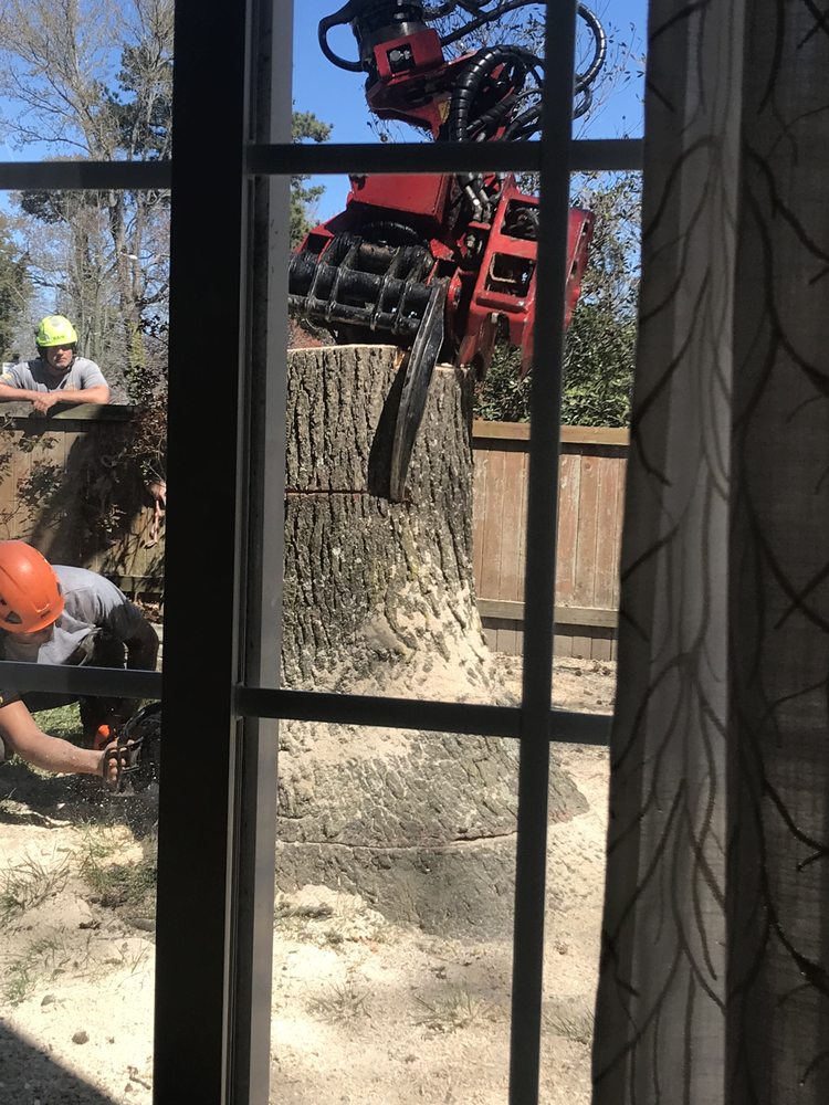 Alley's Tree Service - tree service in Virginia Beach, VA