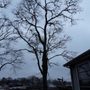Photo of Maclellan Tree & Landscaping