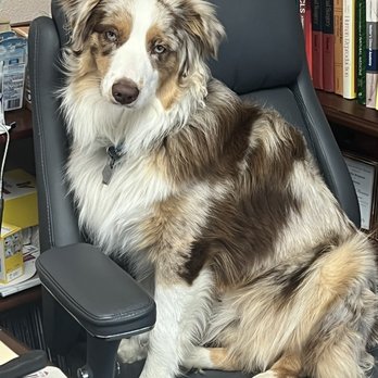 Palm Bluff Paws - My Aussie at work. - Pet Groomers Near Me - Fresno, California