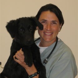 Animal Emergency Center - Rochester