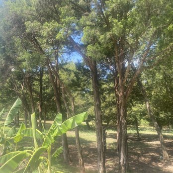 Valdez Tree Service - Cleaned up existing trees - Tree Services Near Me