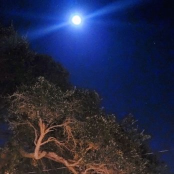 Beachview Inn & Spa - Gorgeous moon peeking over the weeping tree right in front of the gated pool and love shack. Pretty romantic huh? - Bed & Breakfast Near Me - Tybee Island, Georgia