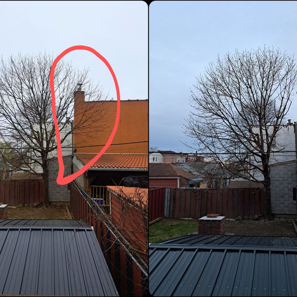Juniper Tree Care - Before and after! Job done to perfection! - Tree Services Near Me Juniper Tree Care - Before and after! Job done to perfection! - Tree Services Near Me