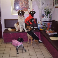 Morris Hospital For Veterinary Services - Morris Hospital's staff pets.