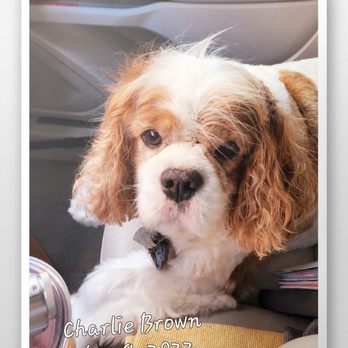 banfield dog grooming