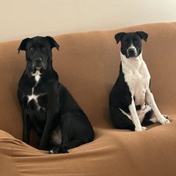Zoe's Pawfection - So clean after Zoe's, they earned Sofa privileges!