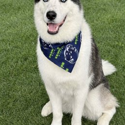 Atlas showing his Seahawks pride following his grooming session at Animology in Olympia. Atlas showing his Seahawks pride following his grooming session at Animology in Olympia.